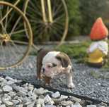 Buldog Angielski