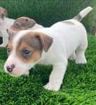 Jack Russell Terrier