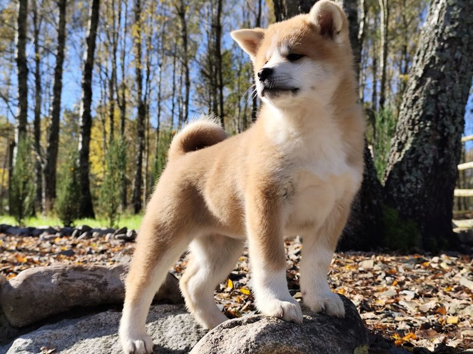 AKITA INU szczeniak rodowód