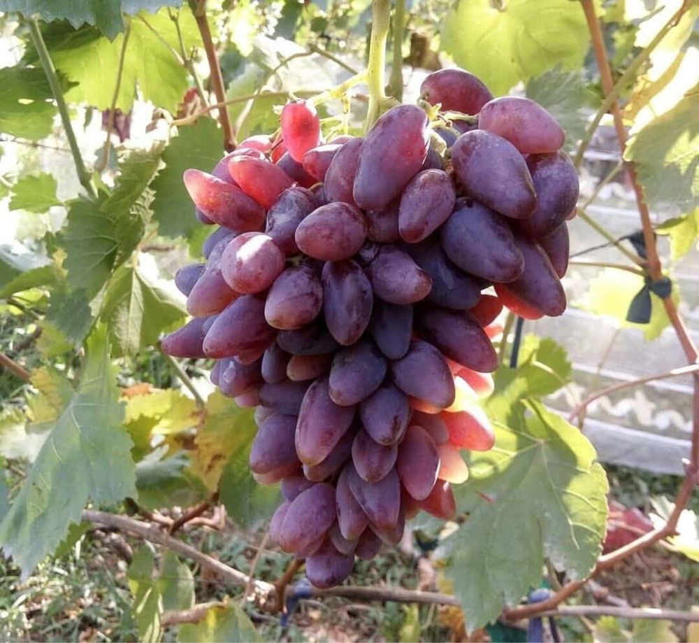 Продам виноград сорт Оригинал(розовый)