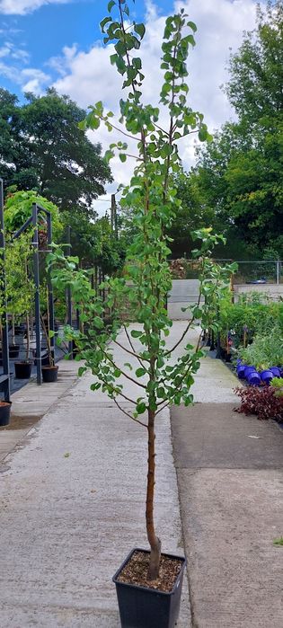 Grusza drobnoowocowa / Pyrus calleryana 'Chanticleer'