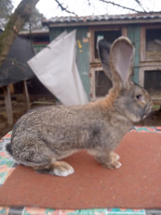 Olbrzym belgijski szary samiec