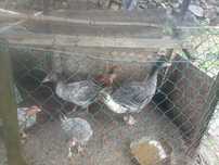Gansos e patos caseiros