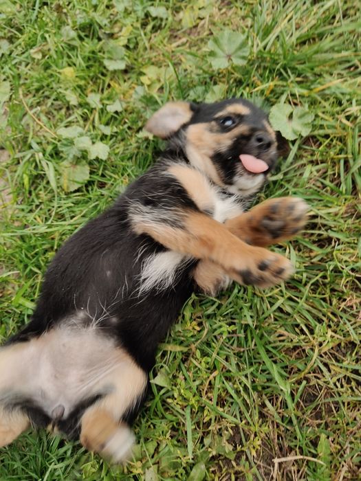 Oddam suczkę za darmo