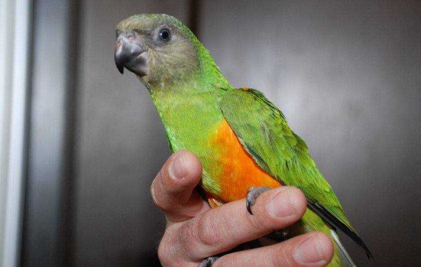 Умнейший попугай для семьи сенегальский птенцы