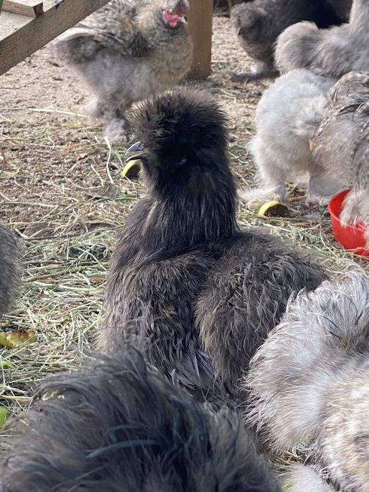 Инкубационное яйцо китайские пуховые куры