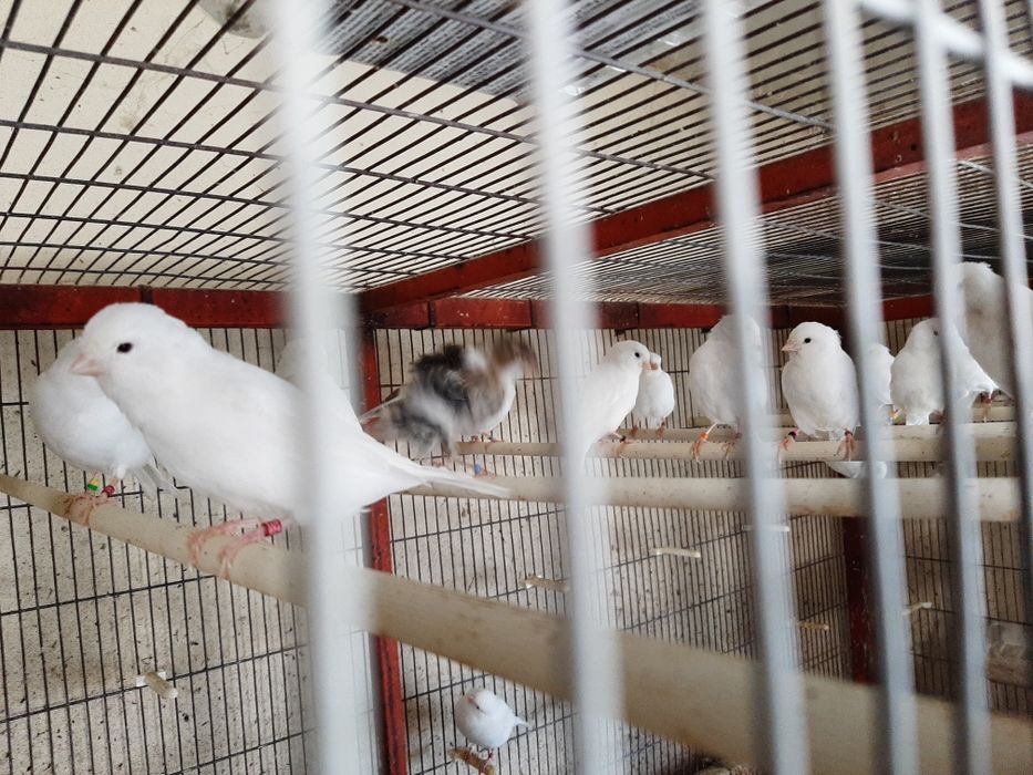 Canários brancos recessivo amarelos intensivos nevados mosaico gloster