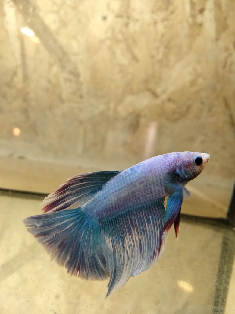 Bettas Macho muito bonito