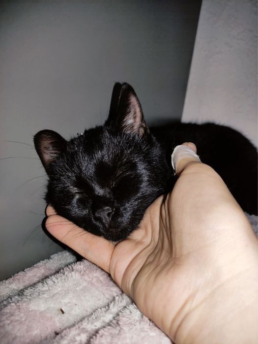 Кошеня підліток шукає дім!