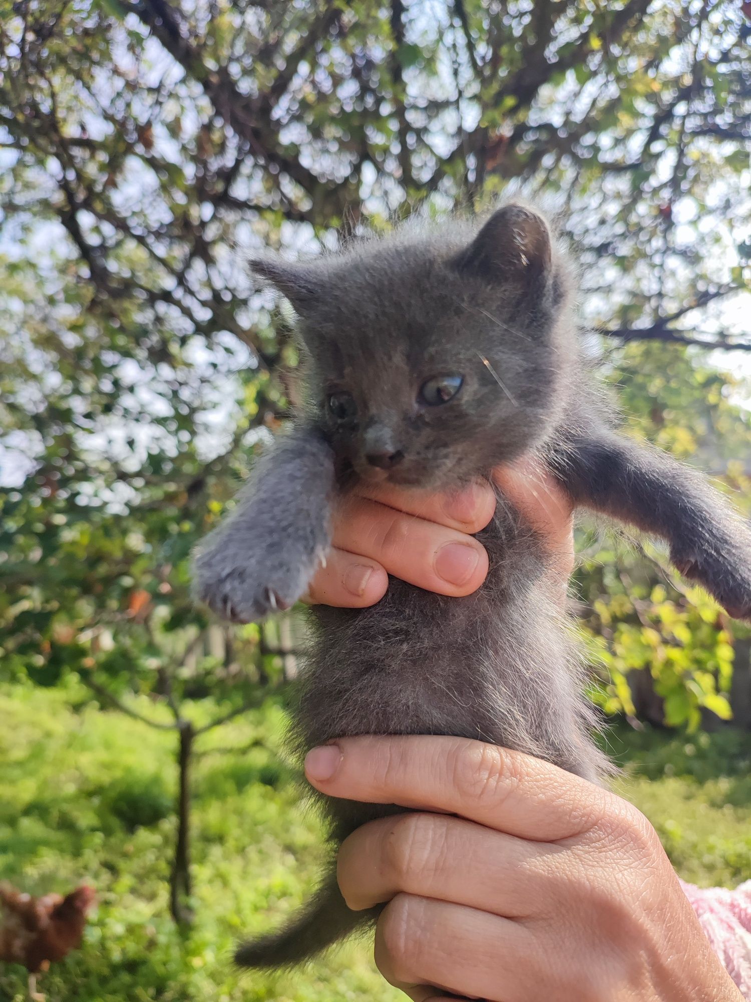 Котенята в добрі руки
