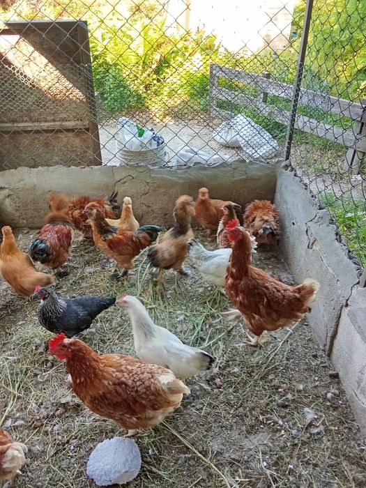 Карликові кури різних вікових від місяця до року.