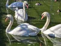 Vendo fêmea de cisne