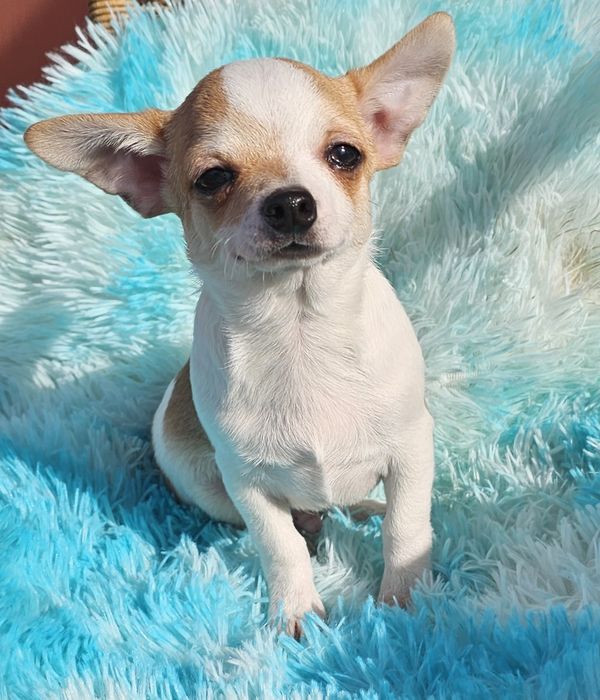 Chihuahua Pêlo Curto