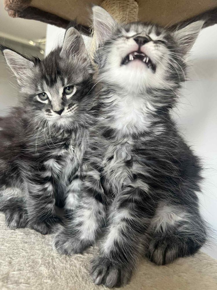 Piękne Kotki Maine Coon