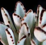 Kalanchoe tomentosa - omszone liście miłe w dotyku