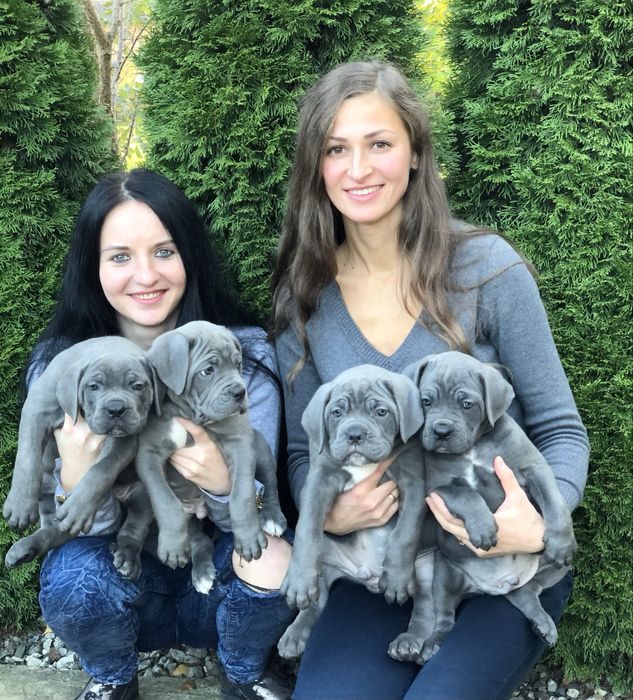 Щеночки Cane corso-сірого окрасу від розплідника