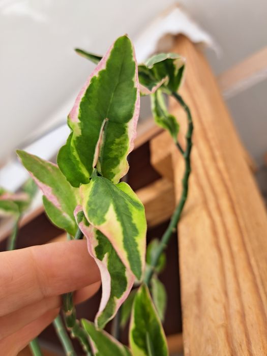 Оксаліс red sunset церопегія сільвер глорі аглаонема вайт