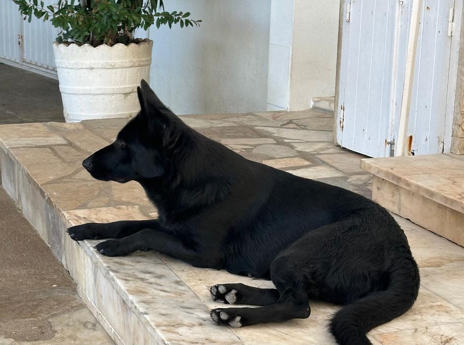 Cachorra fêmea pastora alemã 2 meses