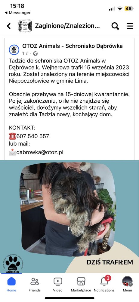 Linia Niepołoszowice znaleziono psa długowłosy