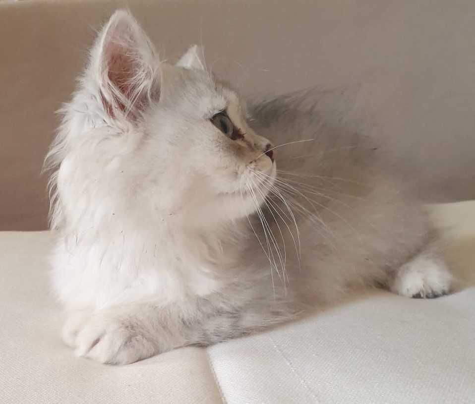 Gato british longhair
