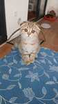 Fêmea scottish fold