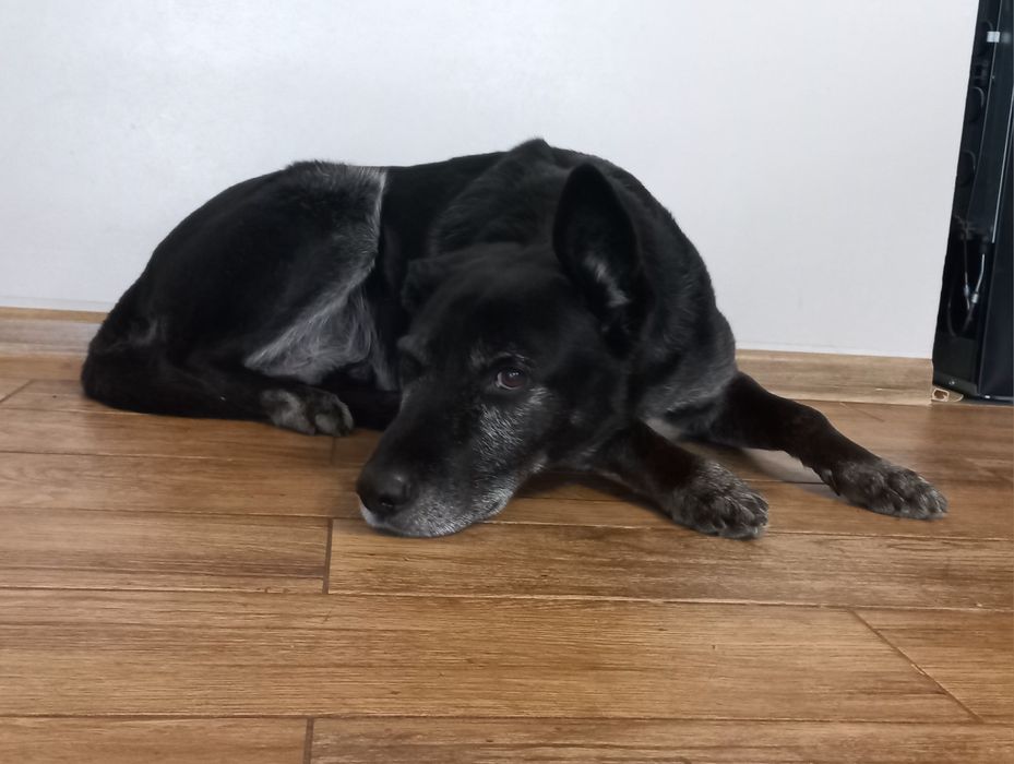 Pilnie nowy dom dla psa.