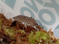 Armadillidium perrace corfu x10