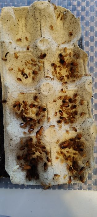 Zamienię wylęg karaczana na większą karmówkę