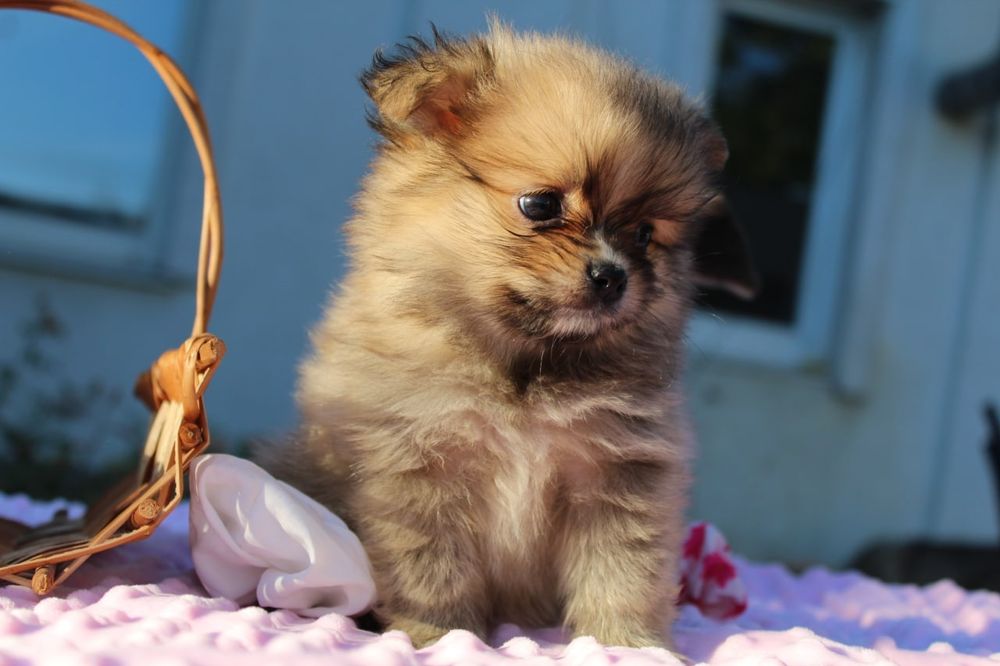 Милі міні дівчатка