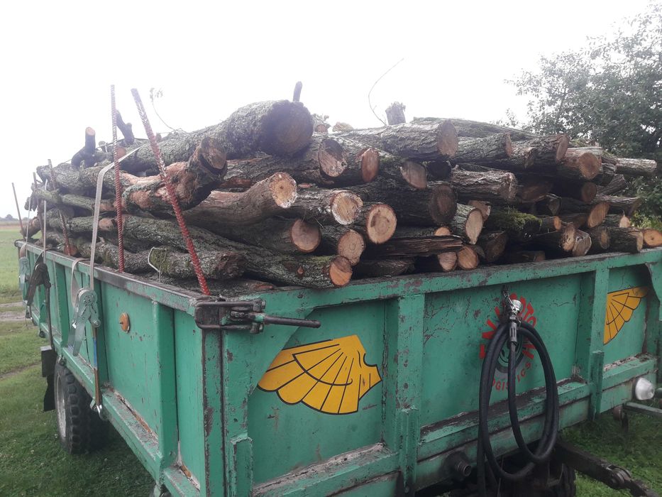 Drewno drzewo gałeziówka Dąb liściaste opał opałowe zrzyny cięte