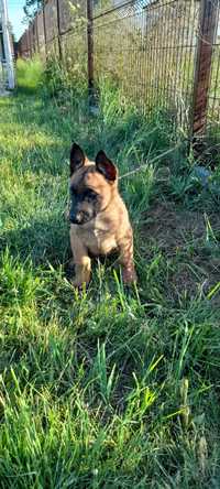 Owczarek belgijski malinois