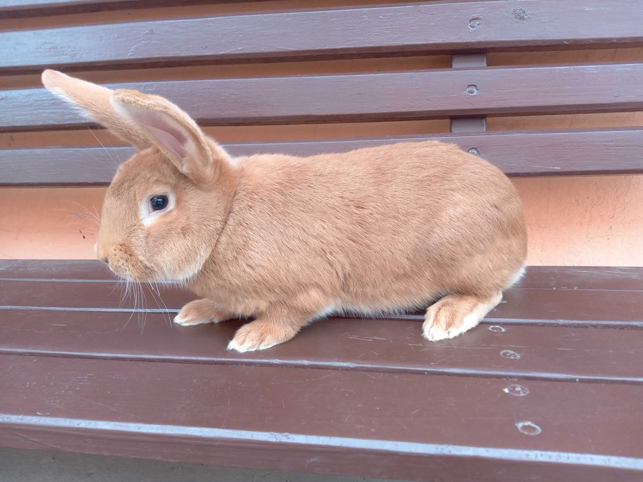 Królik samiec burgundzki