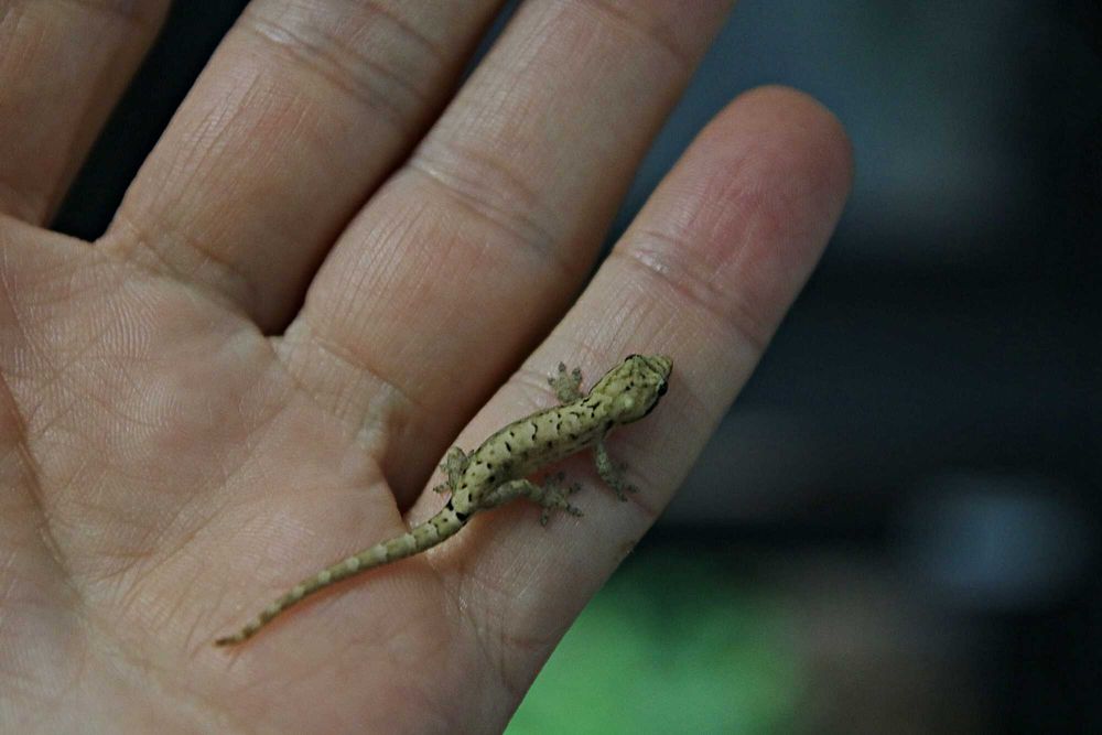 Gekon płaczący, młode osobniki.