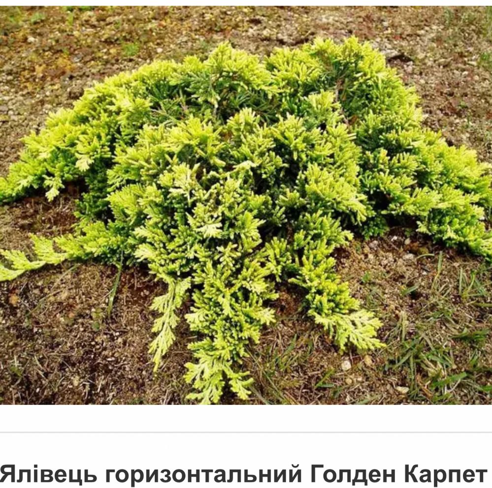 Ялівець горизонтальний Голден Карпет
