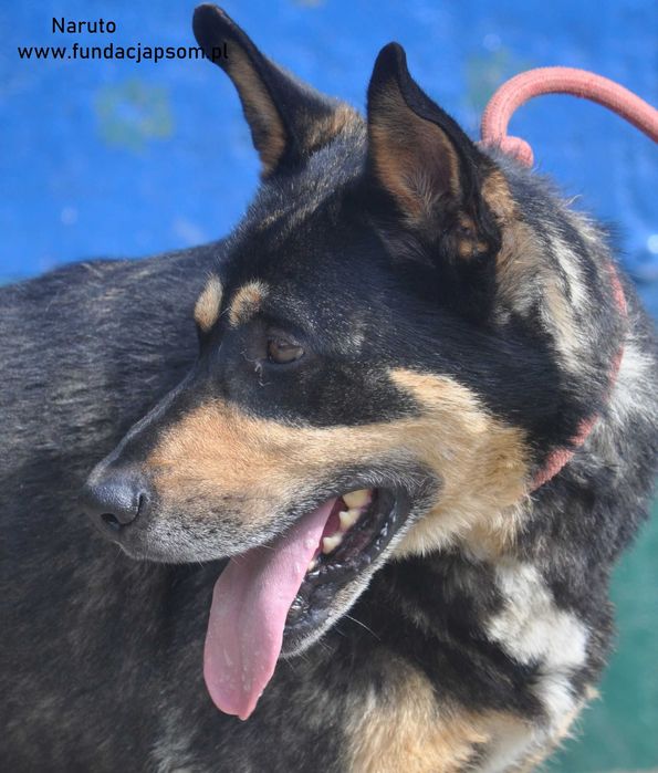 Naruto- poleca się do adopcji