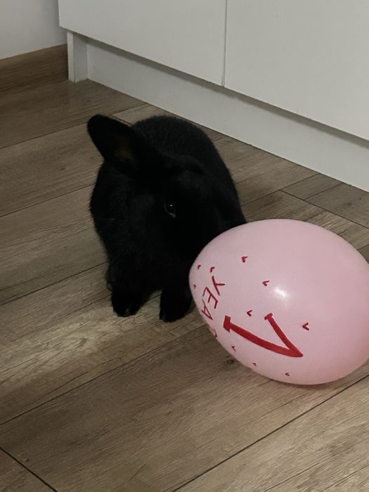 Czarny królik baranek