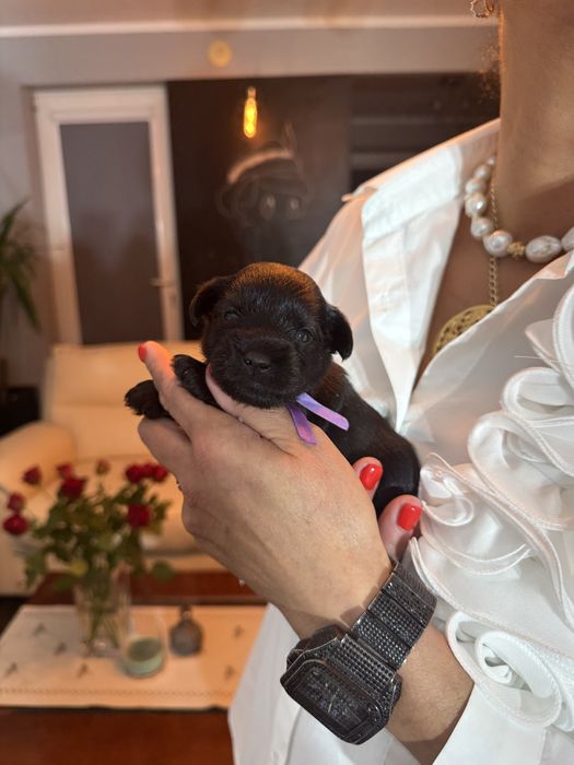 Sznaucer miniaturowy-CzarnaSUCZKA!