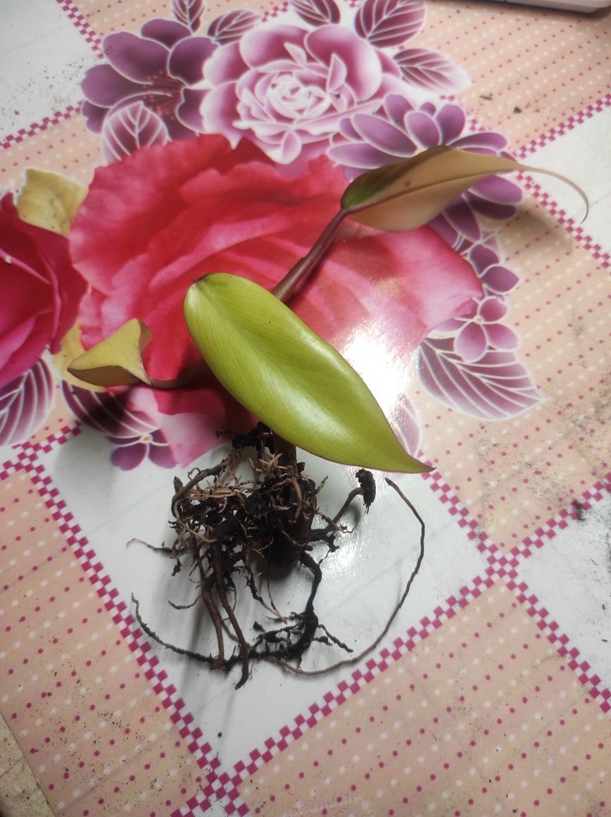 Philodendron Emerald red (Strawberry shake)/Филодендрон Емеральд ред