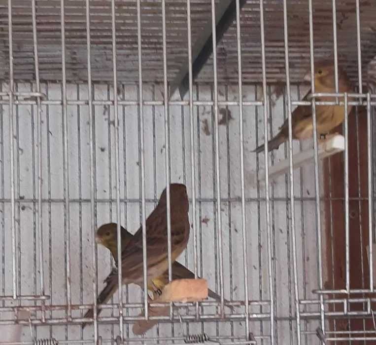 Lote 9 canárias e 1 canário REPRODUTORES