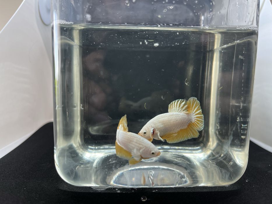 Machos betta splendens