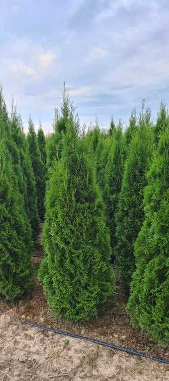 Thuja Smaragd Tuja Szmaragd 180-200 cm BARDZO WYSOKA JAKOŚĆ-PRODUCENT