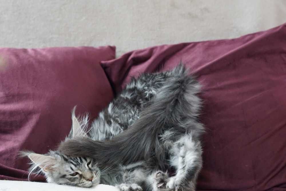Kotka maine coon