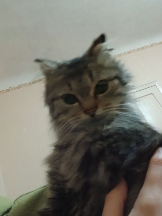 Котик, ~1,5 роки