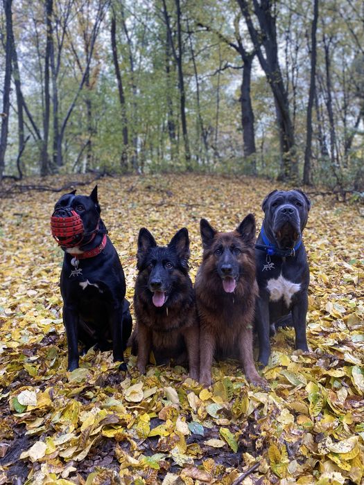 Кінолог/дресирування собак