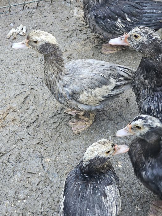 Patinhos mudos 6 meses