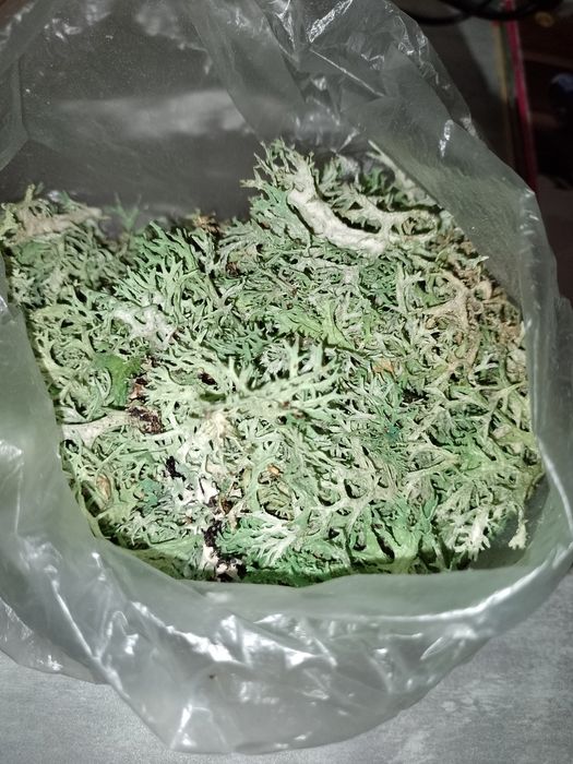 Живий мох ягель для равликів ахатина