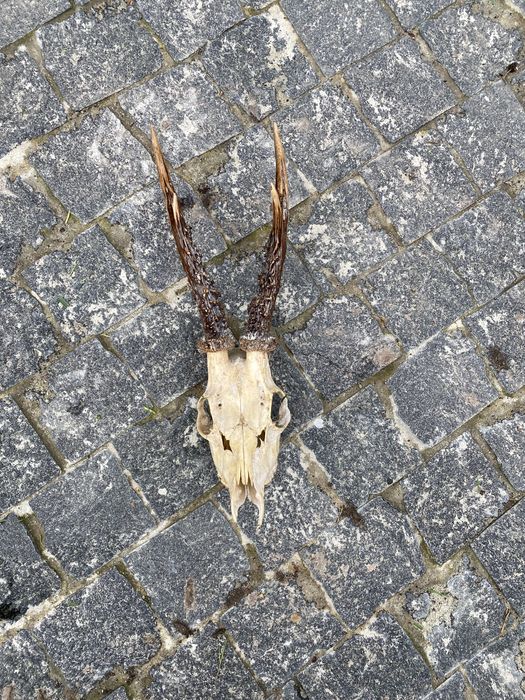 Роги косулі не лаковані з медальйонами