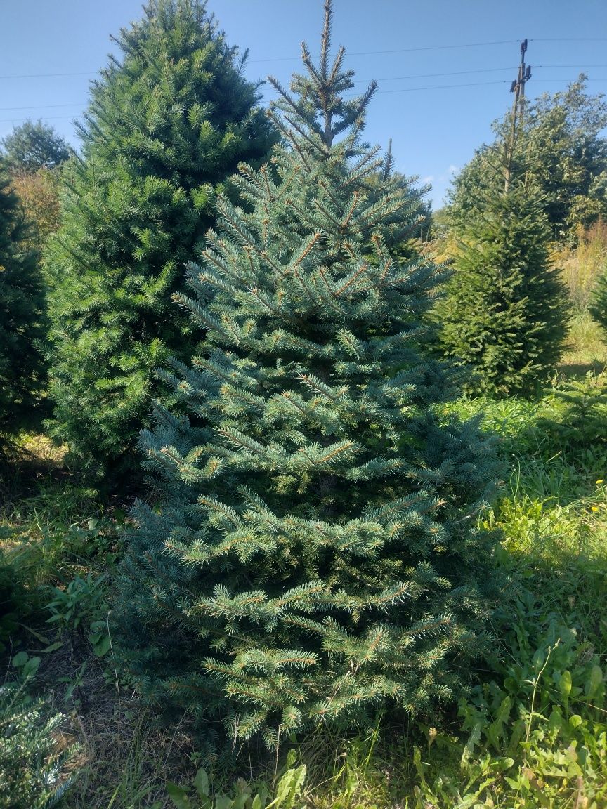 Piękne szkółkowane Świerki Sosny Jodły Daglezje Sosny z EKO plantacji