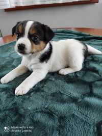 Jack Russell Terrier ZKwP FCI