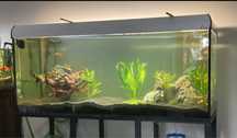 Akwarium z osprzetem 450l 150x60x50